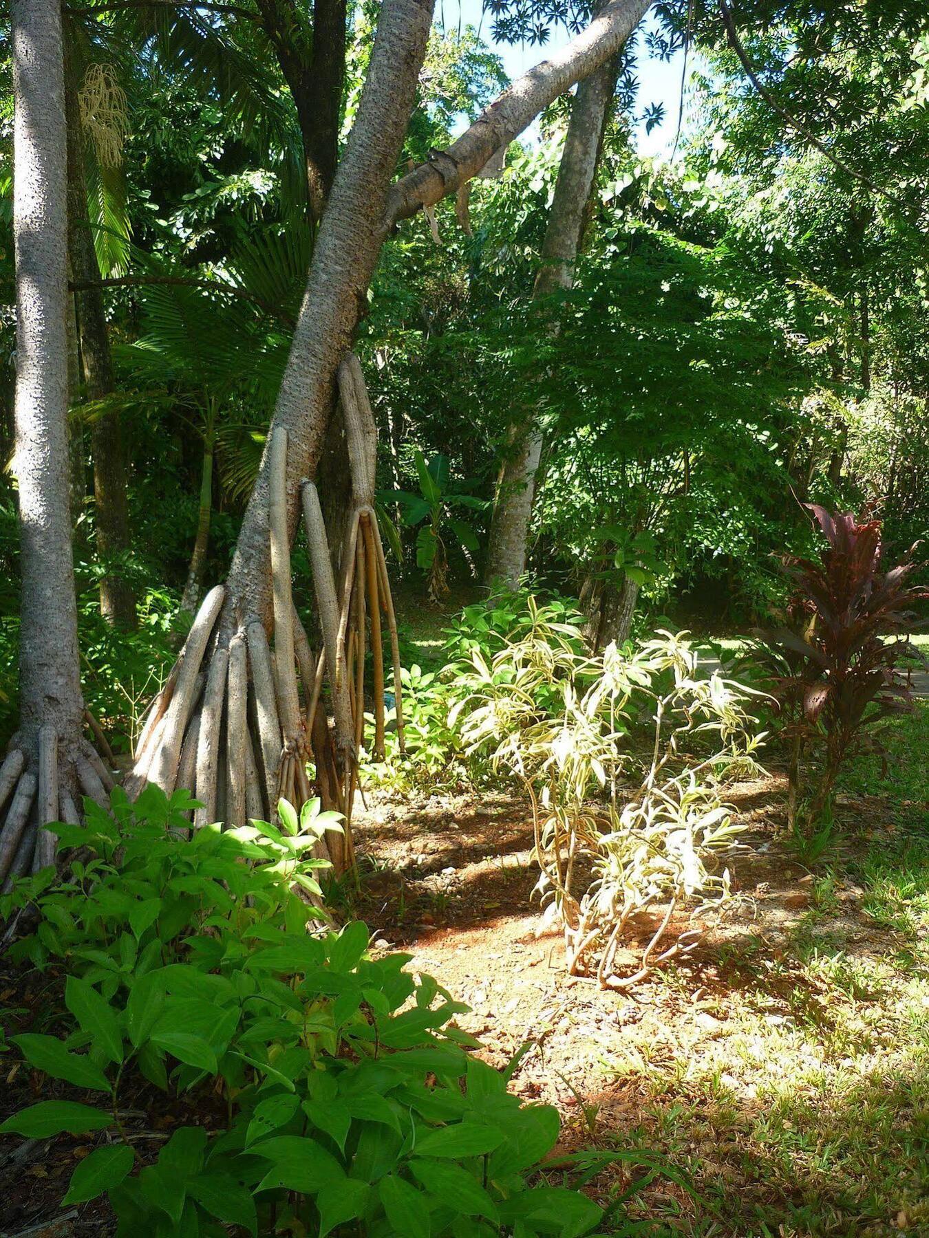 Ferntree Rainforest Lodge Cape Tribulation Exterior photo